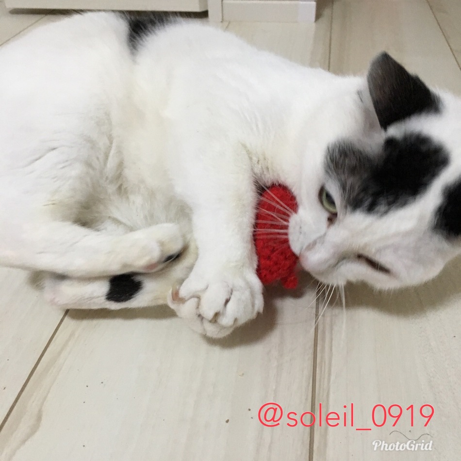 マオにゃんのカバー写真