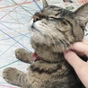 上尾猫缶