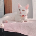 かわいい白猫の飼い主募集中です！