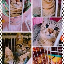 土岐市動物供養寺三仙院　保護猫譲渡会 サムネイル2