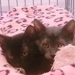 土岐市動物供養寺三仙院　保護猫譲渡会 サムネイル3