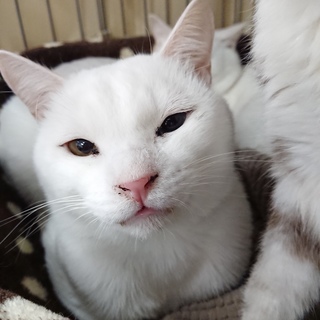 <サバイバーズ>星くん