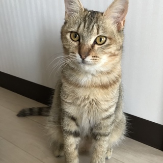 小柄で大人しい女の子です！