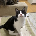 可愛い白黒ちゃん4ヶ月♪