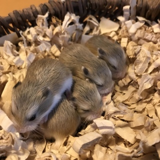 ロボロフスキー赤ちゃん5匹