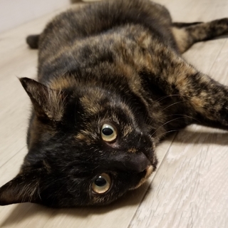 動画あり＊繁殖現場より劇ｶﾜなさびちゃん♡