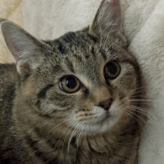 仲良し親子～♀️穏やかで可愛いキジ～妙(たえ)