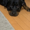 こんりんなです