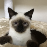 マロン