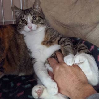 仲良し親子～♂️甘えん坊のキジ白～蓮(れん)