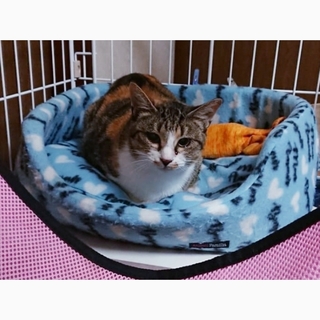 仲良し親子～♀️穏やかで頑張り屋三毛の華(はな)