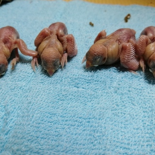 11月25日～産まれの文鳥のひなちゃん