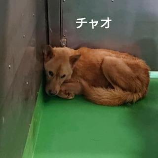 【感謝】繋がります！野犬男子ビビリのチャオ君♂