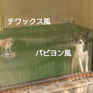 小型女子組人慣れしていないチワックス風♀