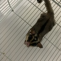 モモンガの里親募集します