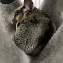 モモンガ里親募集