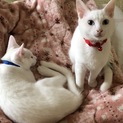 兄弟猫です。
