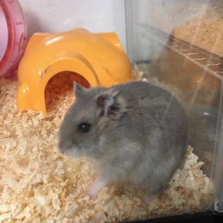 ジャンガリアンハムスター 8匹　※1匹ずつ可