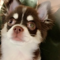 ノエル