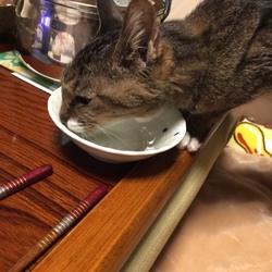 「仁義なきお魚パーティー」サムネイル2