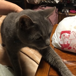 「仁義なきお魚パーティー」サムネイル3