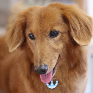 ミニチュアダックスフンド