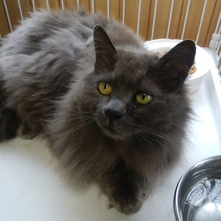 G23 グーグーちゃん