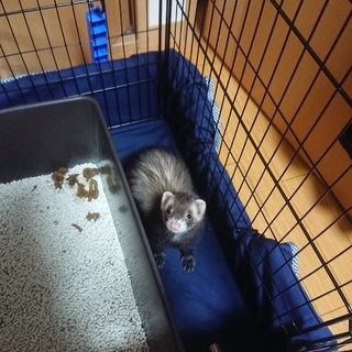 フェレットの女の子です