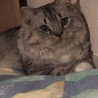 の写真
