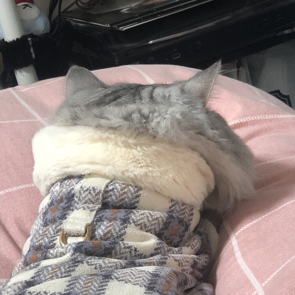 ハゲのカバー写真