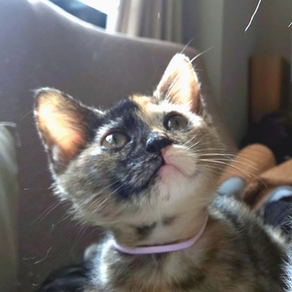 保健所レスキュー美人の"チャイちゃん"