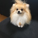 ポメラニアン もうすぐ2歳 薄めのオレンジ
