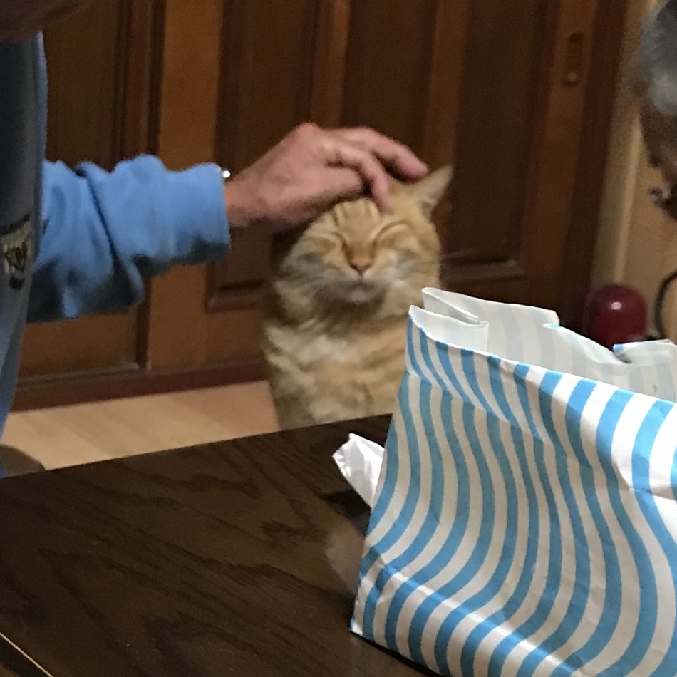 チビのカバー写真