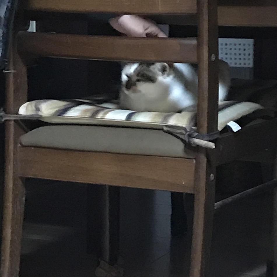 ハナのカバー写真