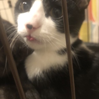 慣れたらデレデレ甘えん坊な女の子です♫