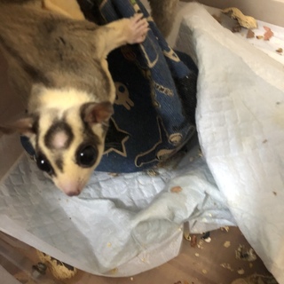 モモンガ/男の子/珍しい色です