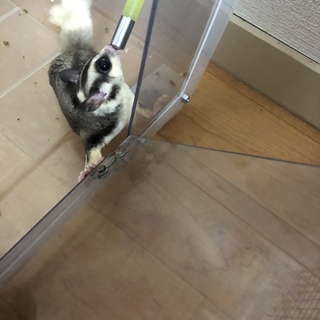 モモンガ/男の子/珍しい色