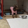 家にきて2日目。ケージ内は安心の場所になったみたいでそこを拠点に辺りを警戒中。