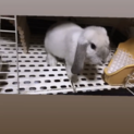 うさぎ  ロップイヤー　(オス)