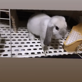 うさぎ  ロップイヤー　(オス)