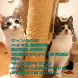 新座動物総合医療センター犬猫里親会 サムネイル2