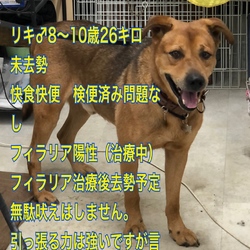 新座動物総合医療センター犬猫里親会 サムネイル3