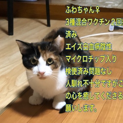 セキチュー上尾店犬猫里親会 サムネイル2