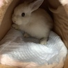 うさぎ　(ネザーランド×ミニウサギ ) サムネイル2