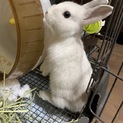 うさぎ　(ネザーランド×ミニウサギ )