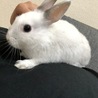 うさぎ　(ネザーランド×ミニウサギ ) サムネイル3