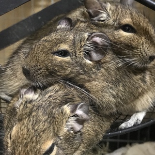 デグー男の子 親子 オス２匹