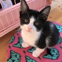 生後一ヶ月の仔猫
