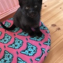 生後一ヶ月の仔猫 