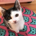 生後一ヶ月の仔猫
